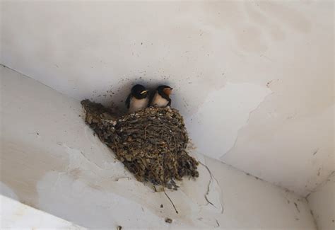 燕子巢 處理